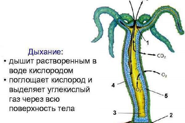 Кракен топ