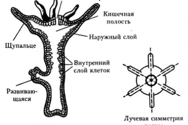 Кракен ссылка тупа германия